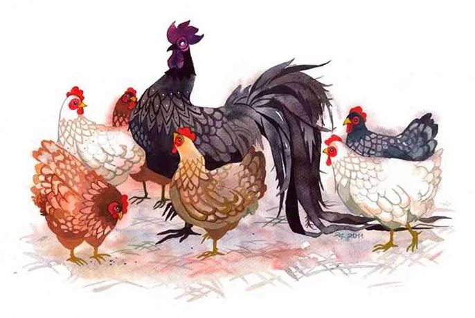 [Góc bật mí] Tuổi Dậu sinh giờ nào tốt?