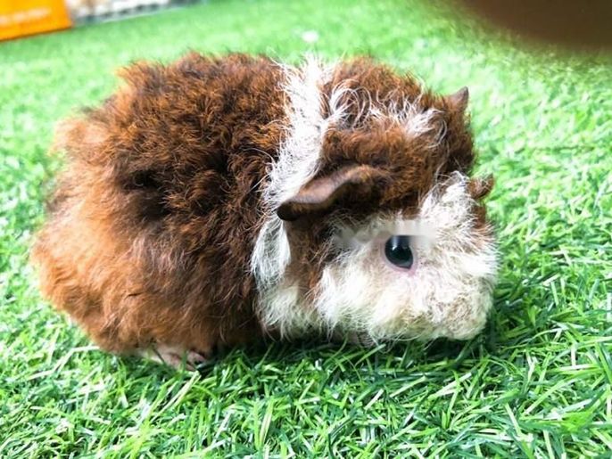 Top 5 shop bọ ú lông xù tại TPHCM uy tín, chuyên nghiệp, giá rẻ