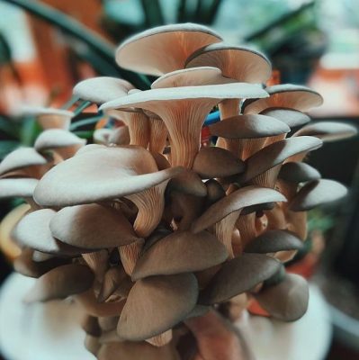 Bật mí cách sơ chế và bảo quản bào ngư xám tươi có thể bạn chưa biết