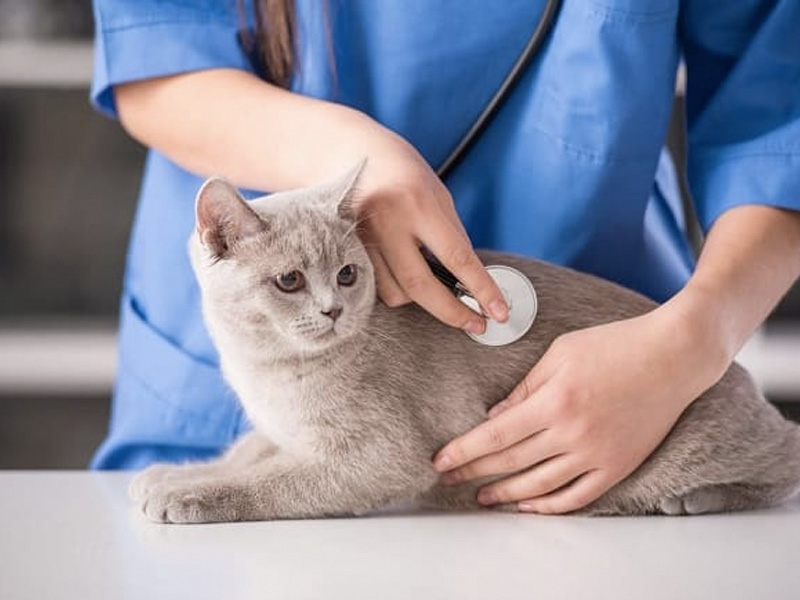 Top những phòng khám và bệnh viện thú y (VET) uy tín nhất quận 2
