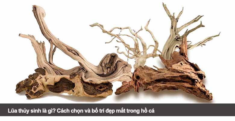 Lũa thủy sinh là gì? Cách chọn và bố trí đẹp mắt trong hồ cá