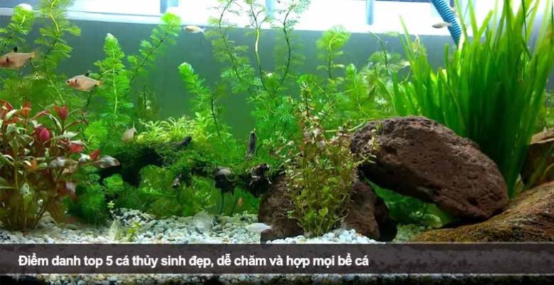 Top 5 cây thủy sinh đẹp, lọc nước tốt và dễ chăm sóc tại nhà